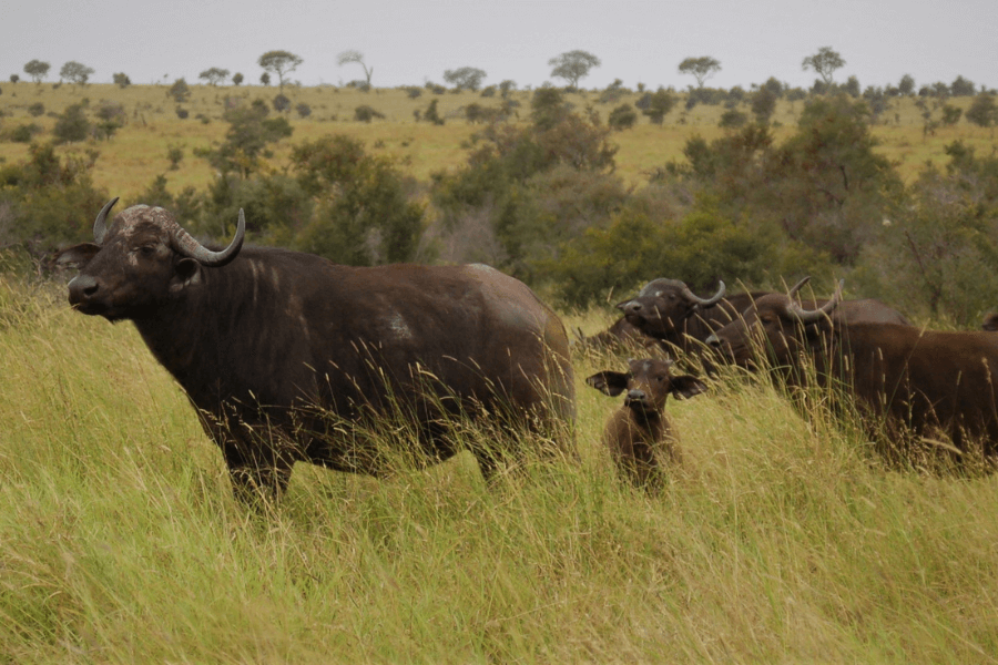 Buffalo family in the Kruger National Park