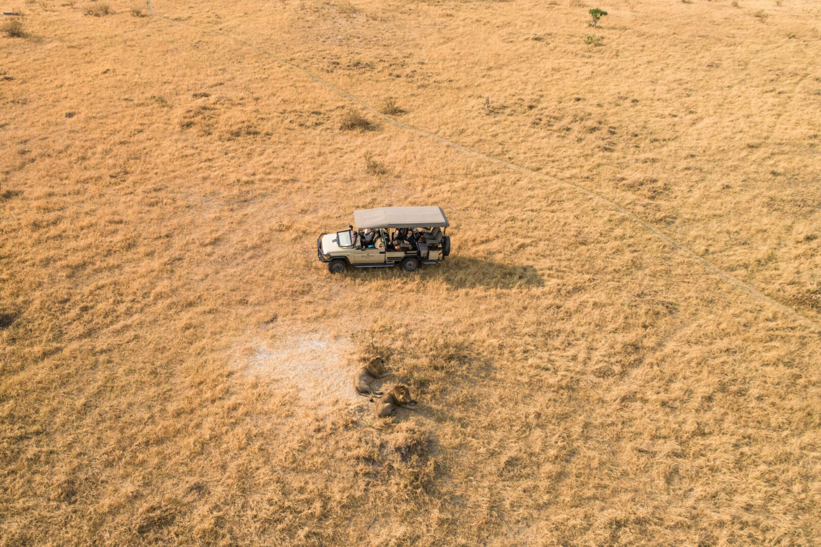 Lions in the Okavango Delta