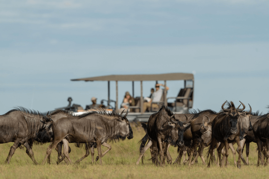 Zambia wildebeest migration