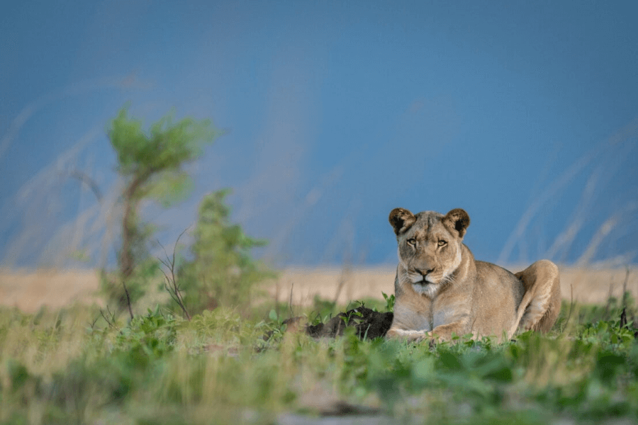Predators of Zambia wildebeest migration