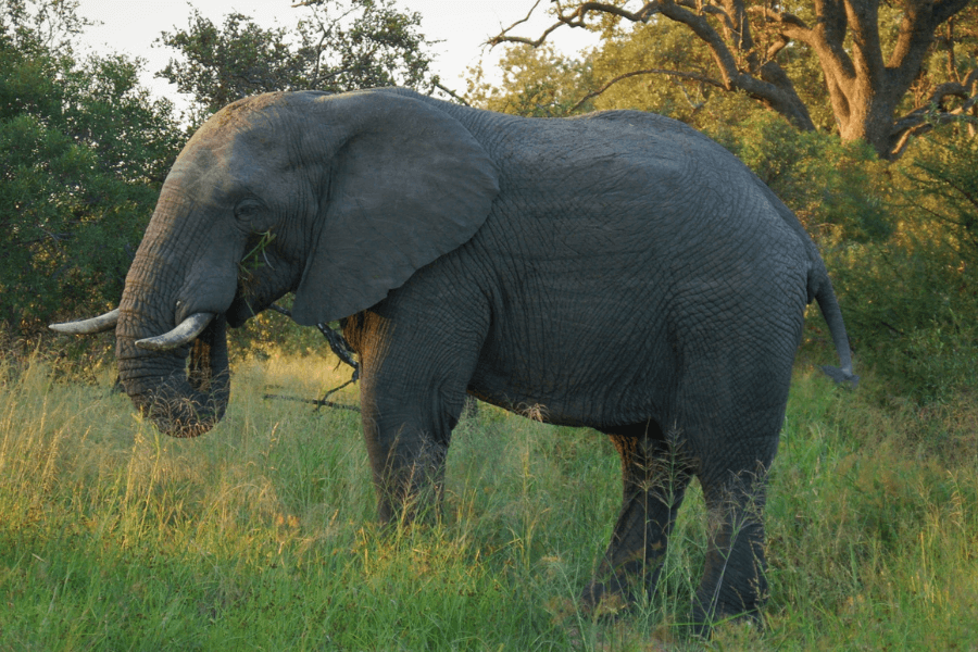 Elephant spotted on a Kruger safari with kids