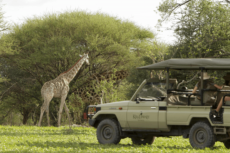 Giraffe spotted on a game drive
