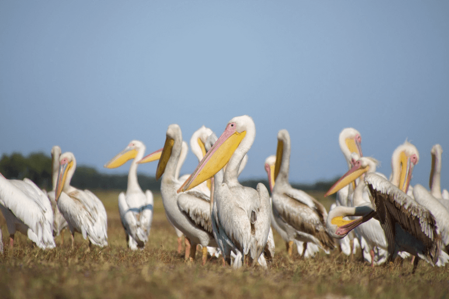 African pelicans in Zambia