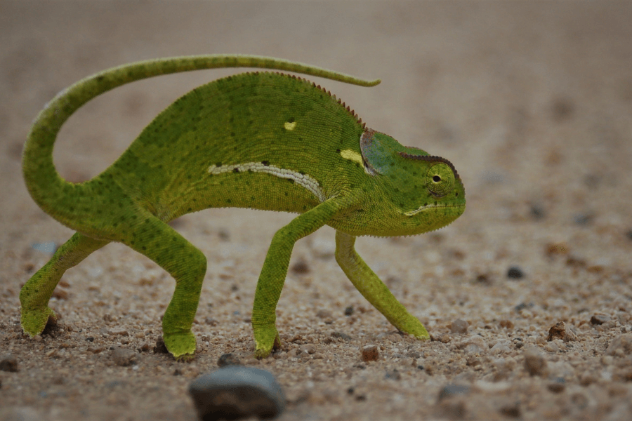 Chameleon spotted on a Kruger safari with kids