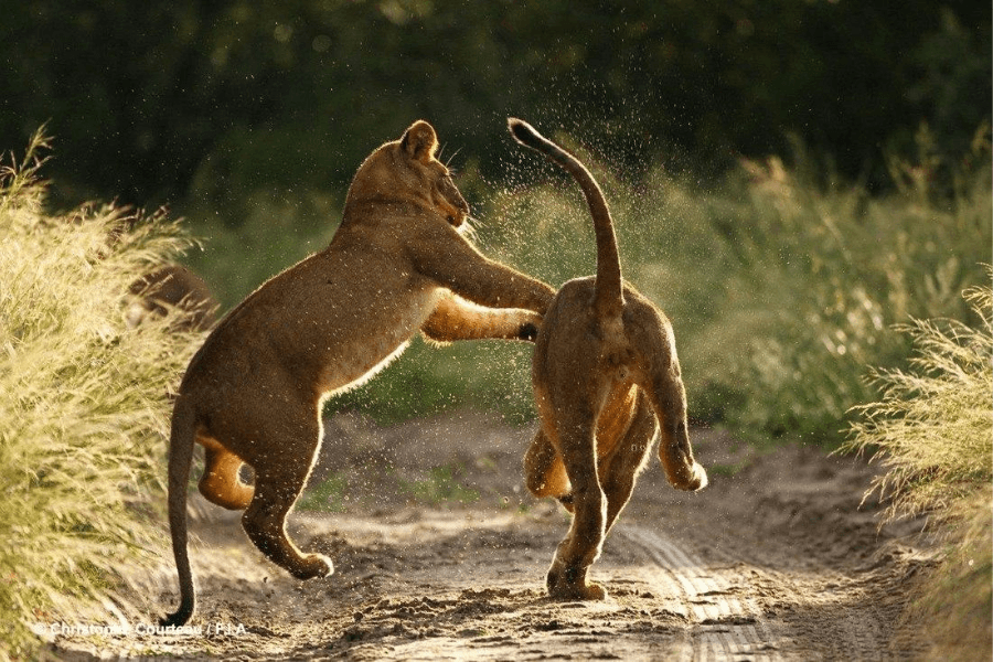 Lion cubs playing in Southern Africa deserts