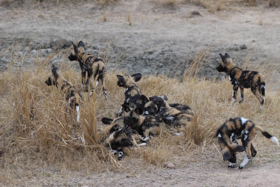 Wild dog pack in the Sabi Sands