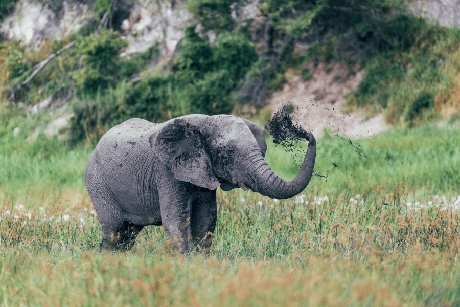 Elephant enjoying Makgadikgadi desert's green season