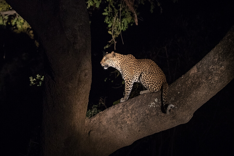 Leopards in South Luangwa
