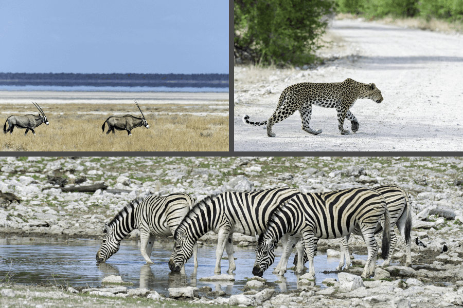 Wildlife spotted on Namibia's Etosha Safari