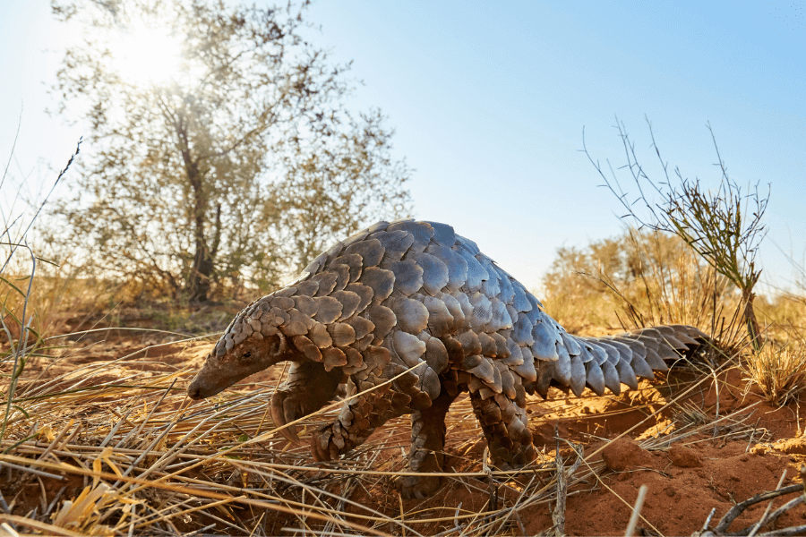 Southern Africa Desert Safaris are home to pangolin