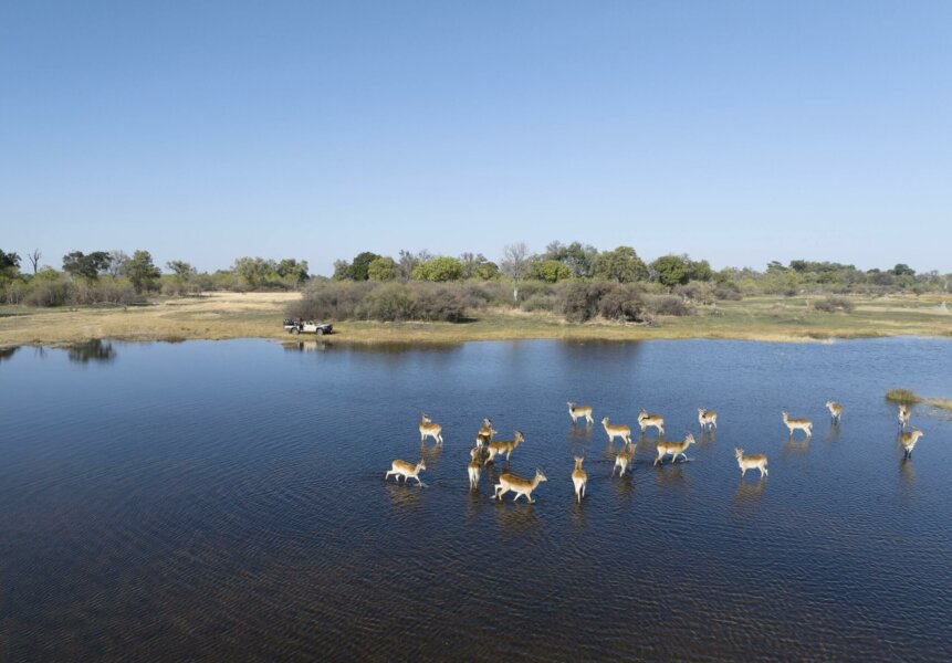 Lechwe in the Okavango Delta