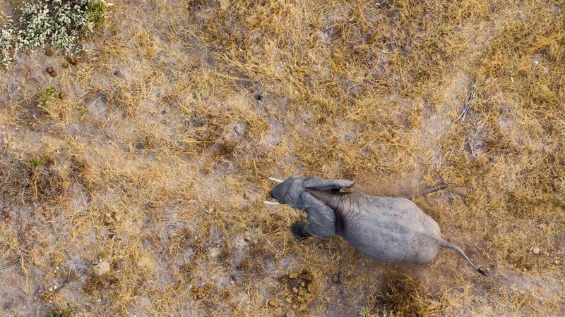 Wildlife Sightings from Balloon