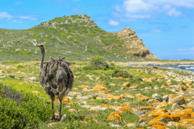 Cape Town best nature & wildlife