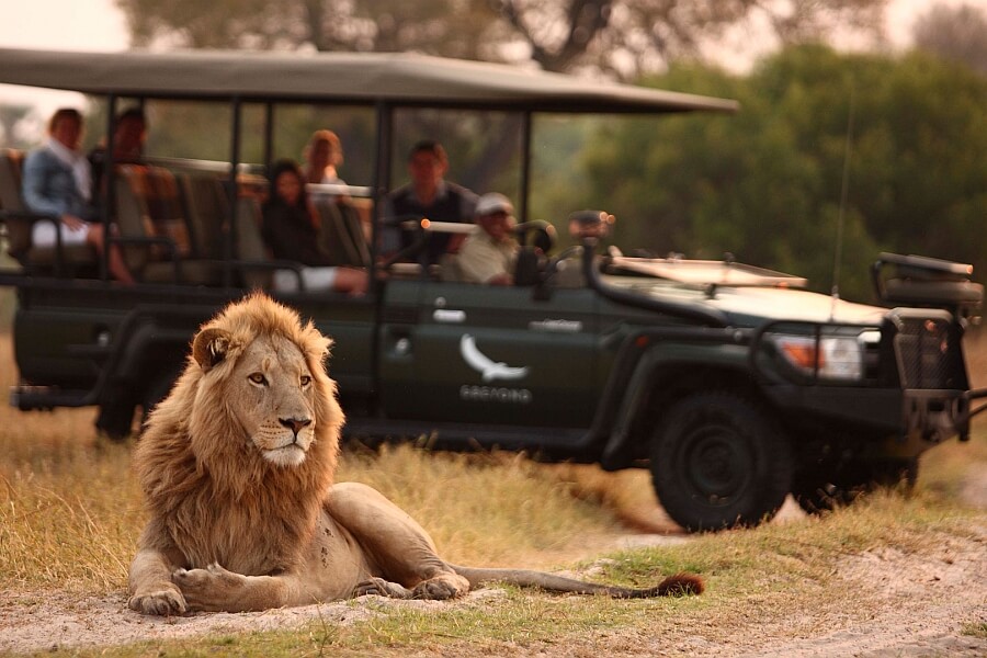 Sabi Sand Big 5 - Lion