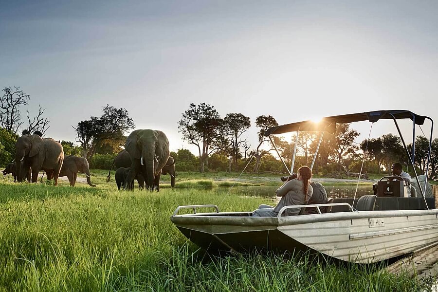 Experience Elephants in Chobe