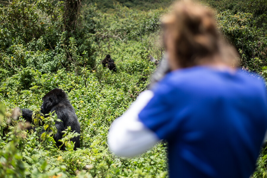 Bucket List Gorilla Trekking in East Africa