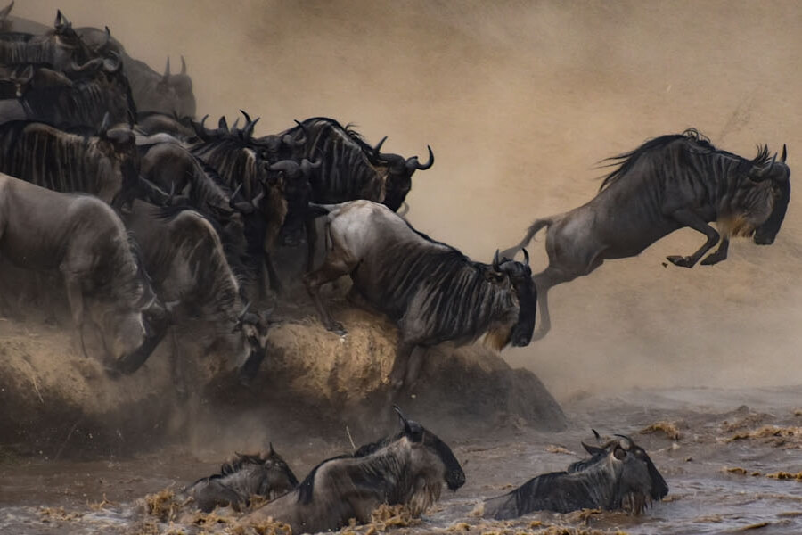 Great Migration in East Africa