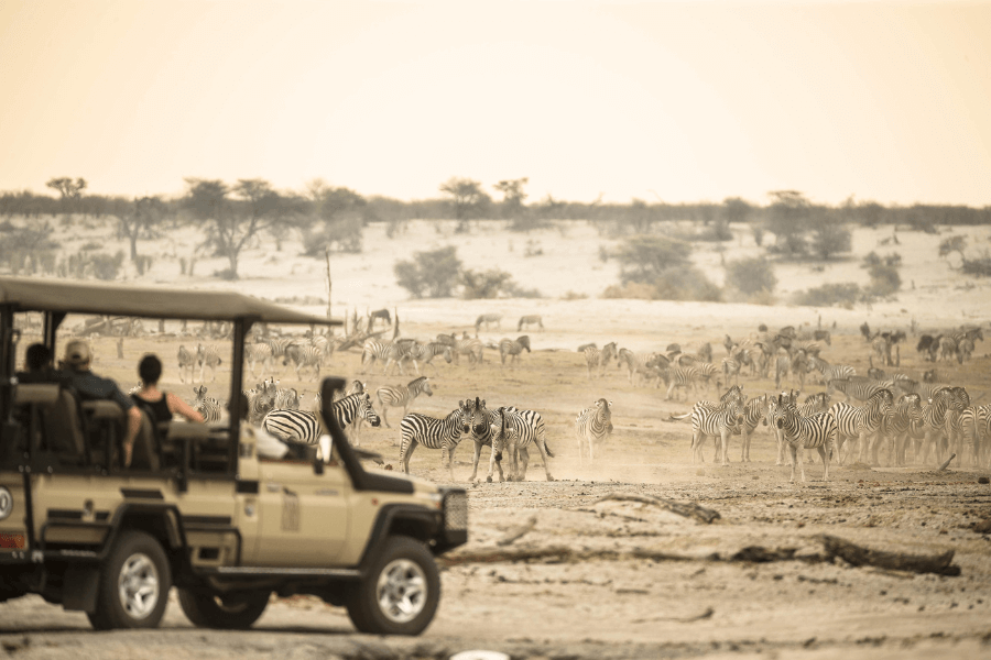 Zebra migration on Makgadikgadi game drive