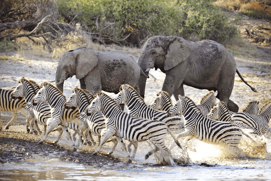Elephants and zebras crossing the Boteti River
