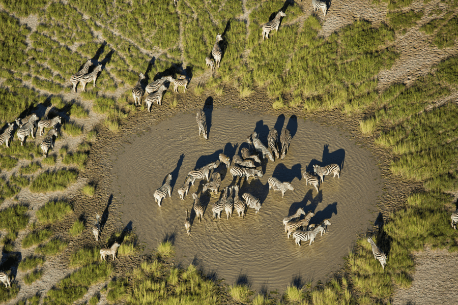 Zebra migration feeding on the Makgadikgadi grassland