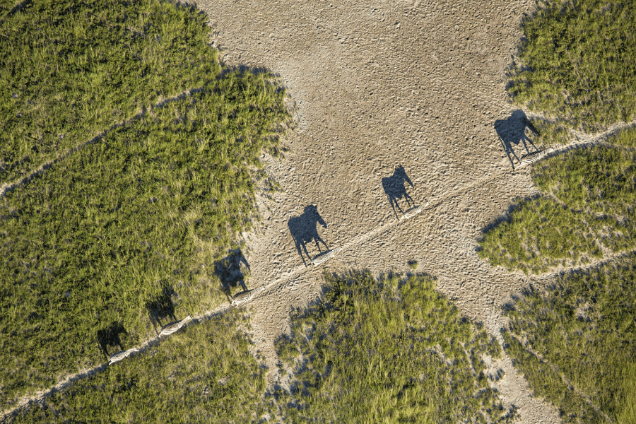 Zebra migration on the move on Makgadikgadi Salt Pans