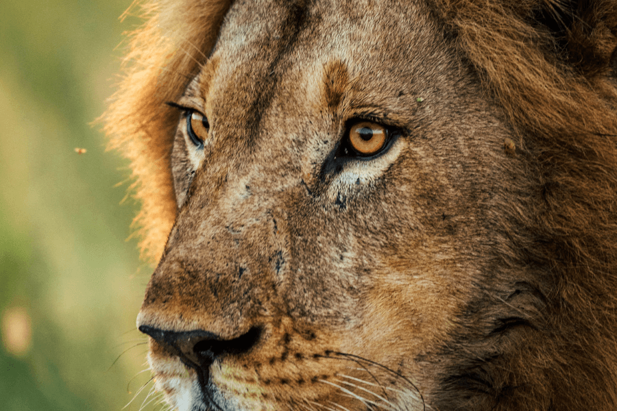 Lion predator in Botswana Kalahari