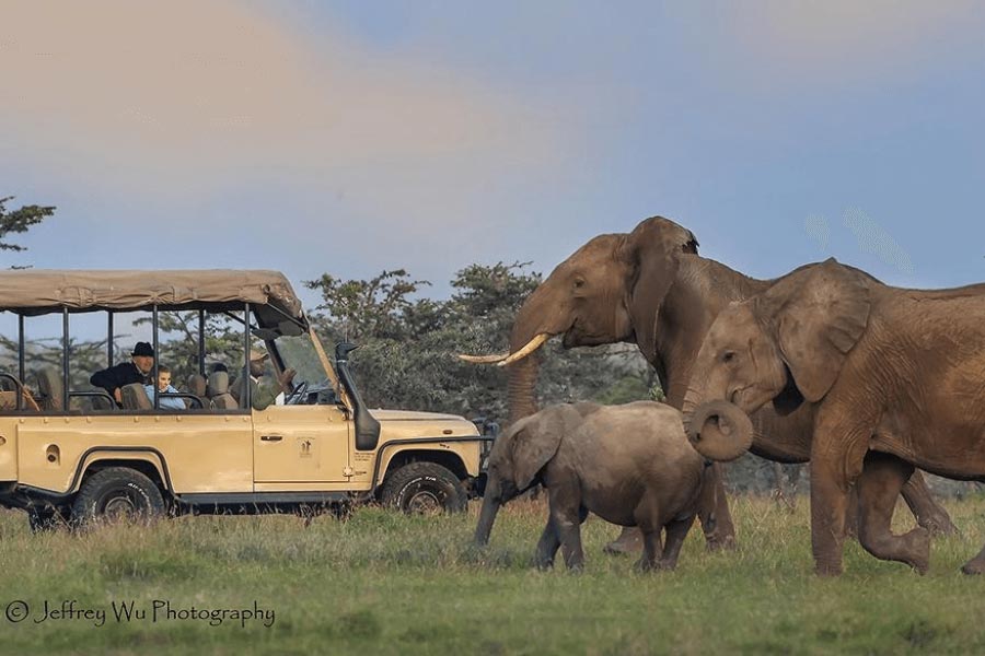 Masai Mara in January