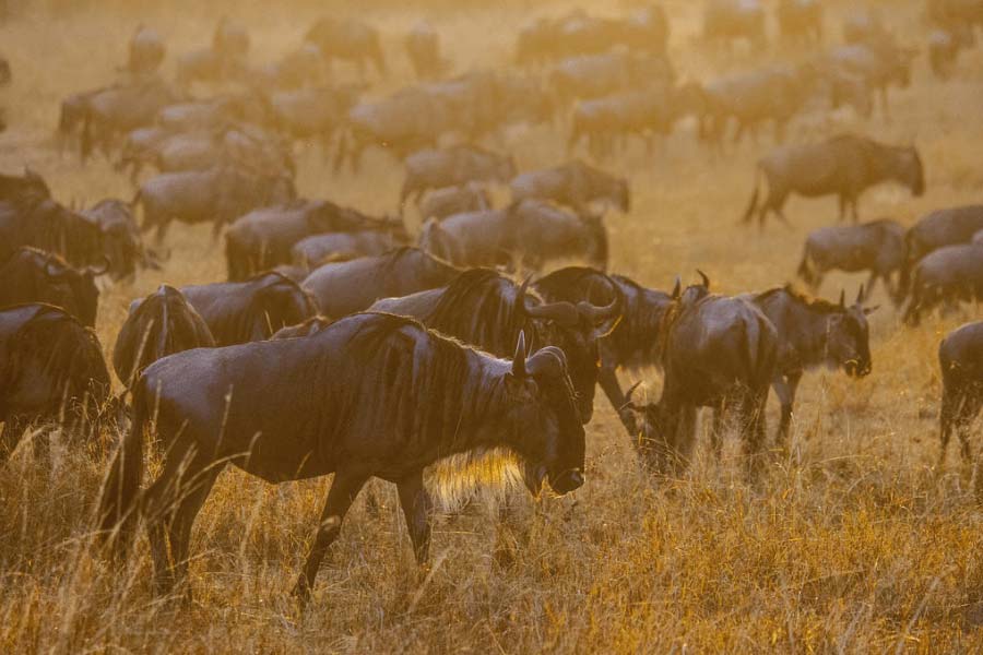 Travel to Serengeti in January