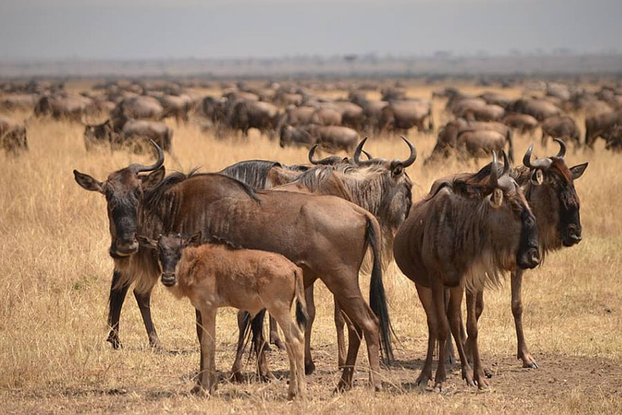 Tarangire National Park in January