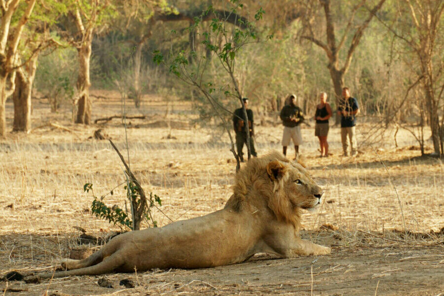 Lower Zambezi & South Luangwa, Zambia