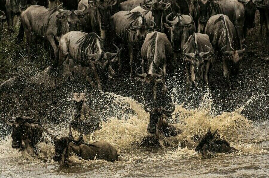 Tanzania and Kenya Great migration on August
