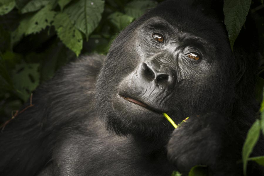 Gorilla Trekking in June in Rwanda and Uganda