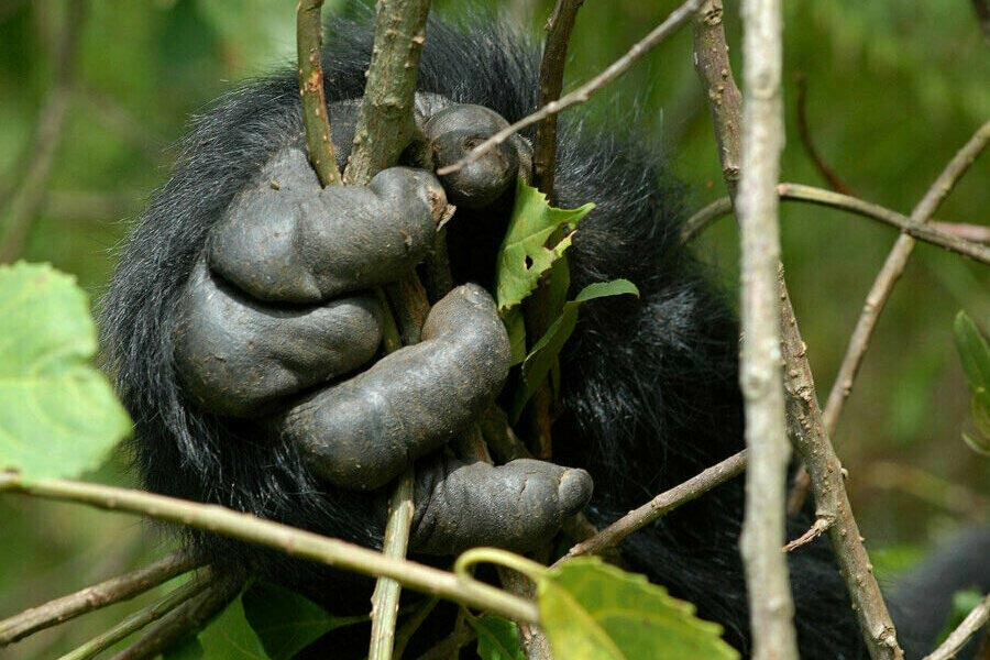 Gorilla trekking in July