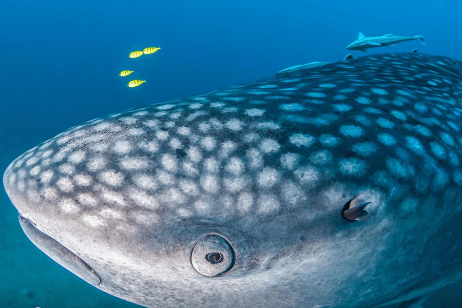 Travel to Kenya in March