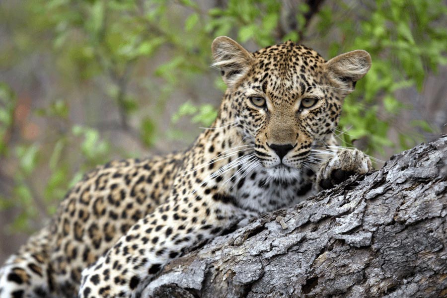 Travel to Kruger Park and Sabi Sands in March