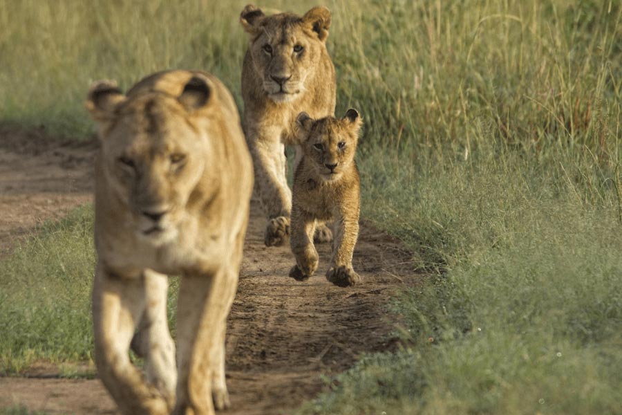 Travel Masai Mara in February