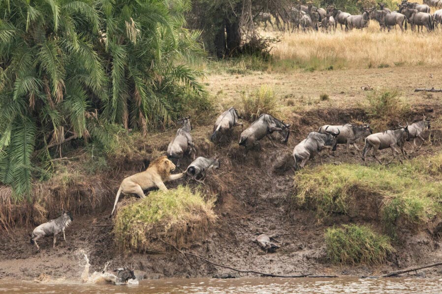 Serengeti great migration safari in July
