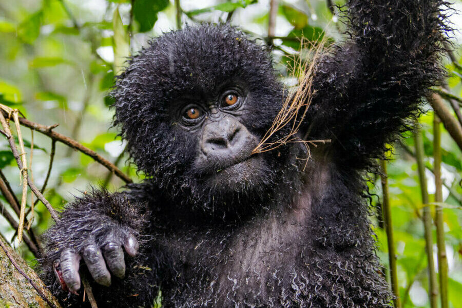 Gorilla trekking in August