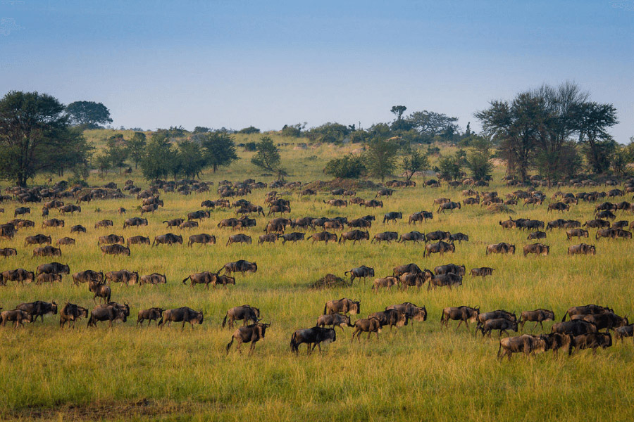 Serengeti National Park in February