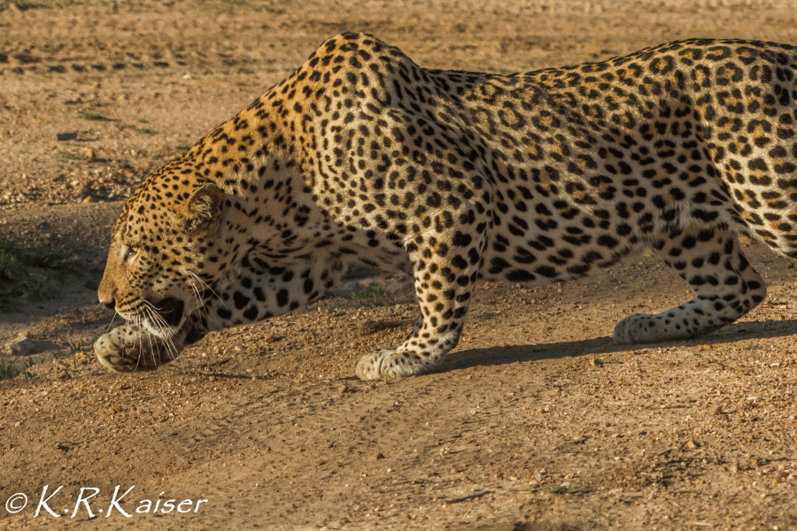 Kruger National Park in August