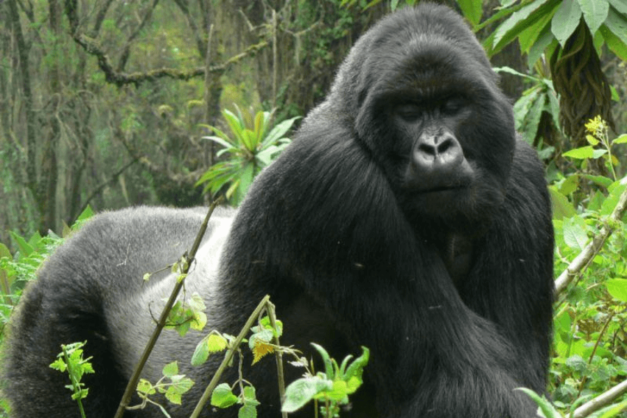 Gorilla Trekking, Uganda & Rwanda