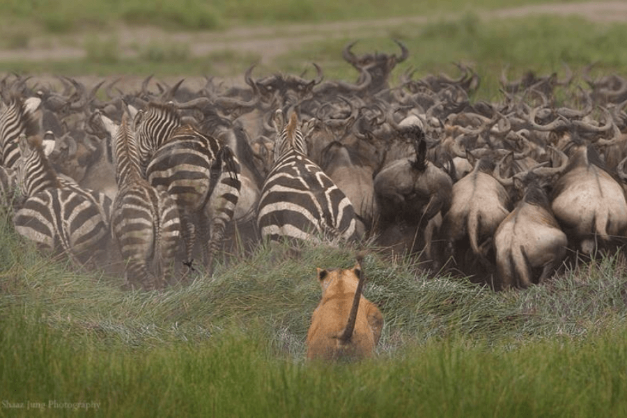 Tanzania safari in December
