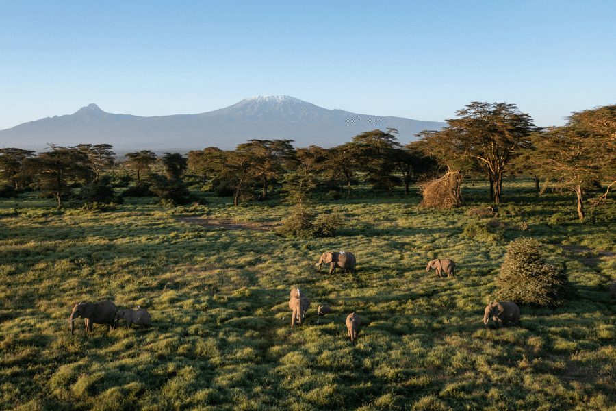 Green Amboseli scene with elephants