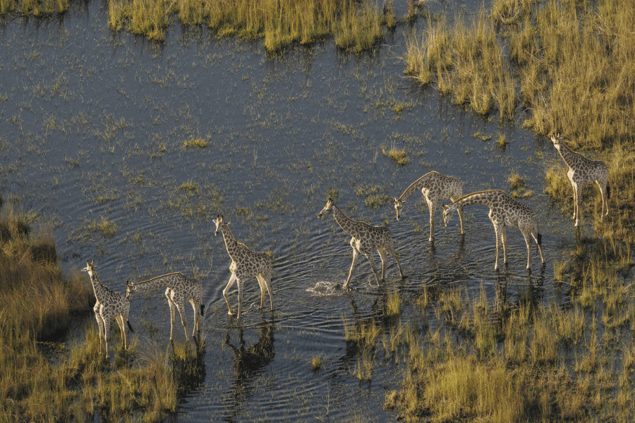Giraffes spotted on Botswana helicopter safaris