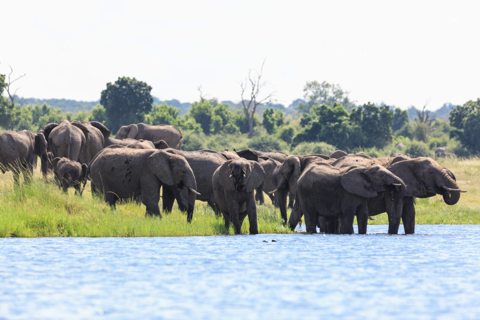 Elephant herd drinking along the Chobe River from Namibia's Caprivi Strip