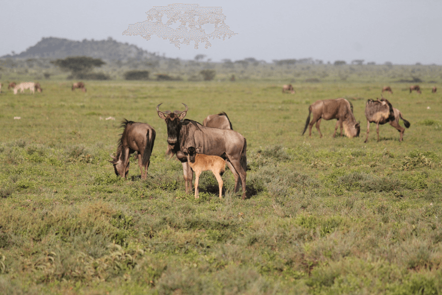 East Africa Safari Seasons calving season