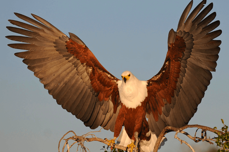 A fish eagle with its wings wide open, showcasing its striking black, white, and brown plumage
