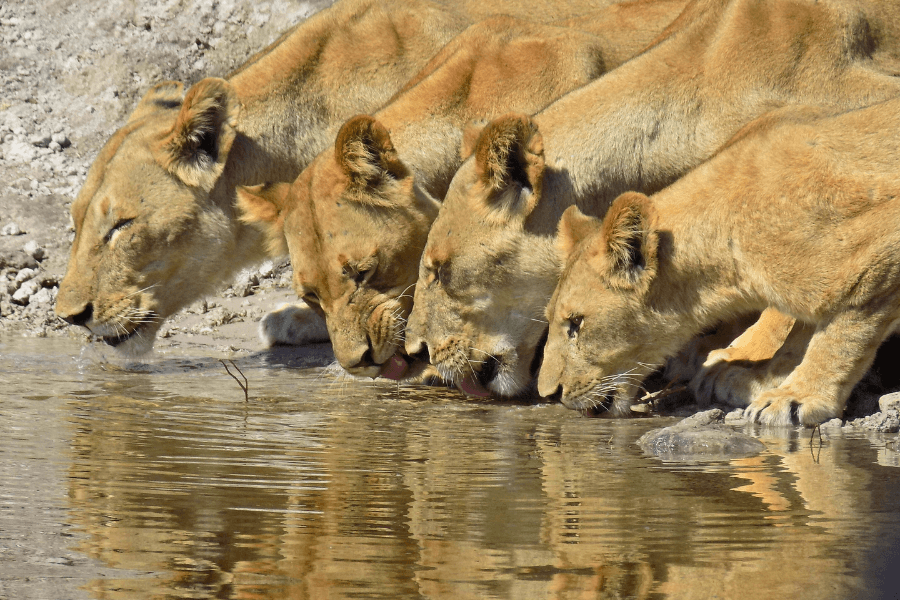 lion family, including adult lions and cubs, drinking at the edge of a river