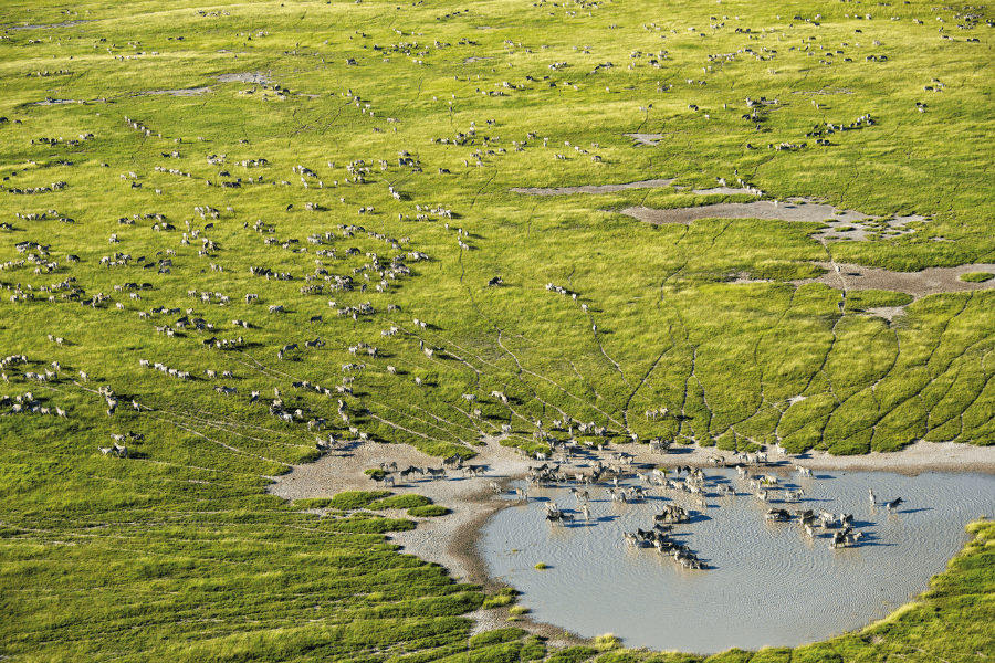 Zebra migration from the air