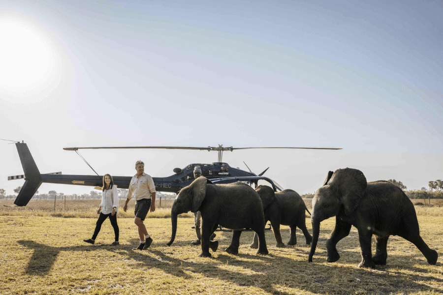 Elephant Haven experience in Botswana